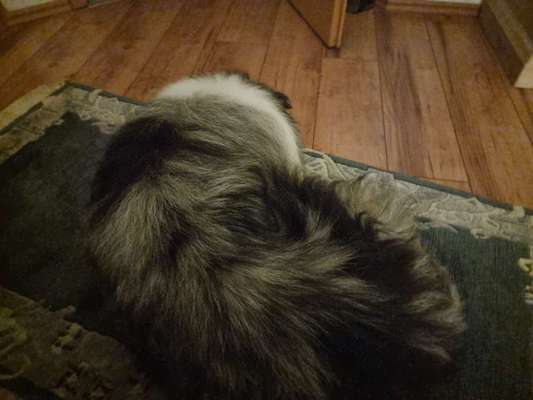 Collies gesucht-Beitrag-Bild