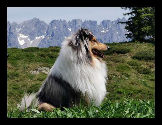 Dogorama Photo Challenge - Tierischer Urlaub-Beitrag-Bild