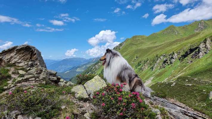 Dogorama Photo Challenge - schönster Gassiausblick-Beitrag-Bild