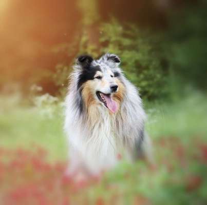 Collies gesucht-Beitrag-Bild