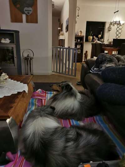 Collies gesucht-Beitrag-Bild