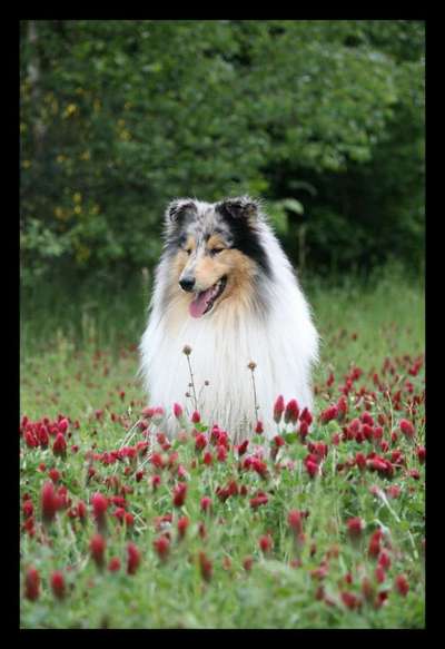 Zeigt mal die schönsten Bilder von euren Hunden !-Beitrag-Bild