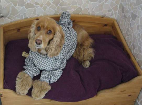 Hund aus dem Spanischen Tierschutz-Beitrag-Bild