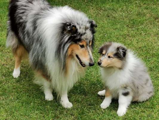 Welpen Bilder !-Beitrag-Bild