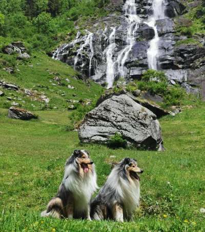 Collies -wo seid ihr?-Beitrag-Bild