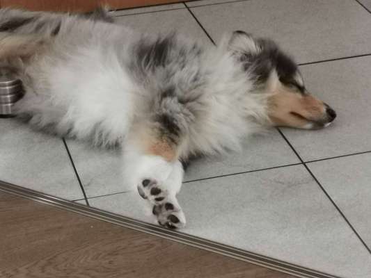 Collies gesucht-Beitrag-Bild