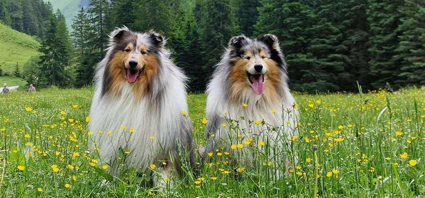 Collies gesucht-Beitrag-Bild