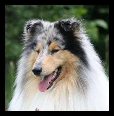 Langhaar Collies-Beitrag-Bild