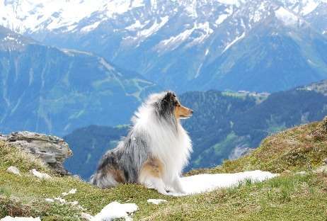 Die Dogorama Kalender Challenge Titelbild-Beitrag-Bild