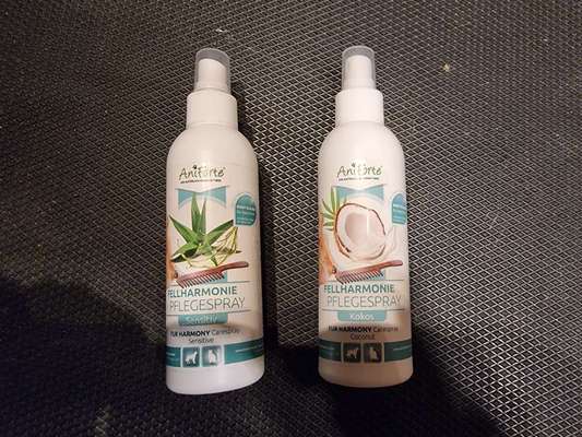 Collies gesucht-Beitrag-Bild