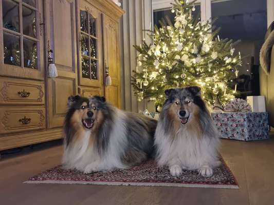 Collies gesucht-Beitrag-Bild