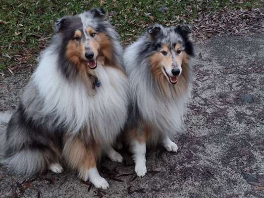 Collies gesucht-Beitrag-Bild