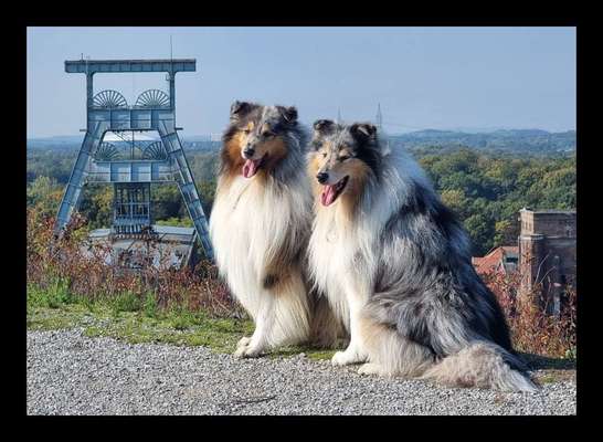 Collies gesucht-Beitrag-Bild
