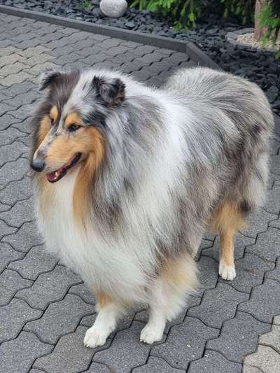 Collies gesucht-Beitrag-Bild