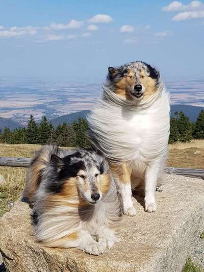 Collies gesucht-Beitrag-Bild