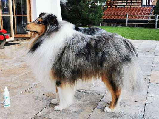 Collies gesucht-Beitrag-Bild