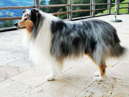 Collies gesucht-Beitrag-Bild