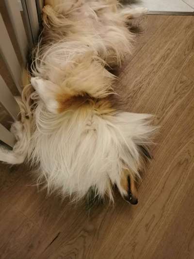 Collies gesucht-Beitrag-Bild