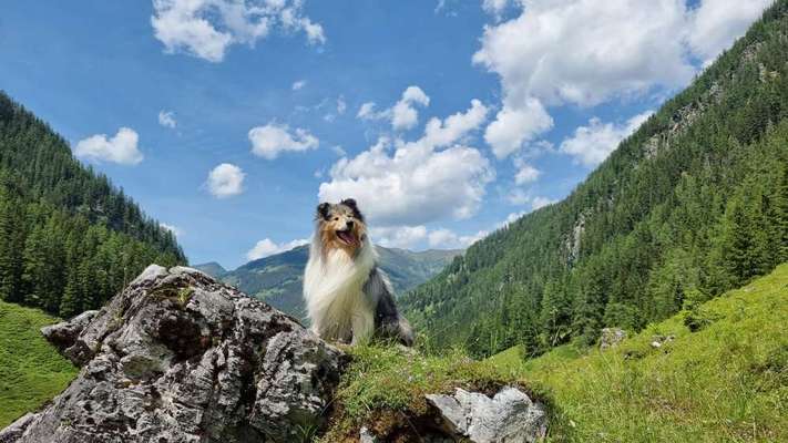 Dogorama Photo Challenge - schönster Gassiausblick-Beitrag-Bild