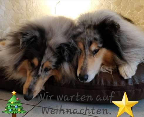 Collies gesucht-Beitrag-Bild