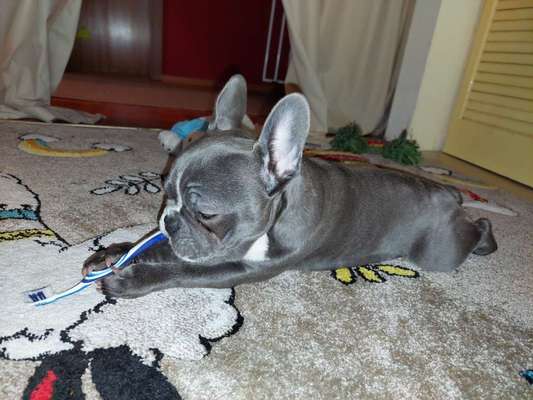 Französische Bulldoggen-Beitrag-Bild