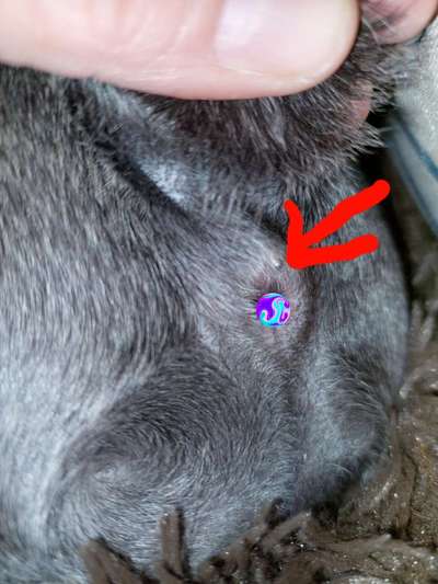 Französische Bulldoggen-Beitrag-Bild