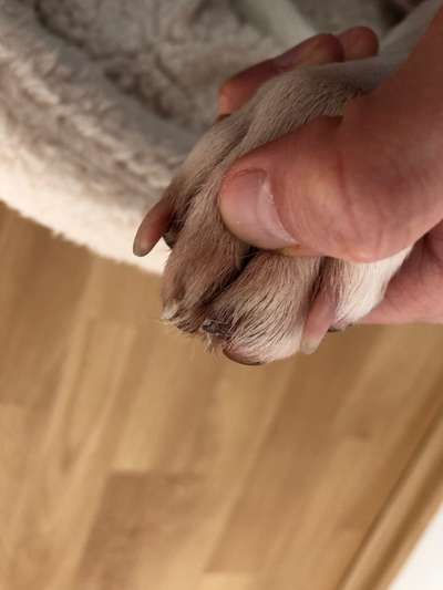 Krallenverletzung - brauche moralischen Beistand-Beitrag-Bild