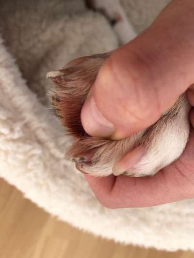 Krallenverletzung - brauche moralischen Beistand-Beitrag-Bild