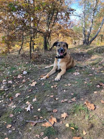 Herbst🍁-Beitrag-Bild