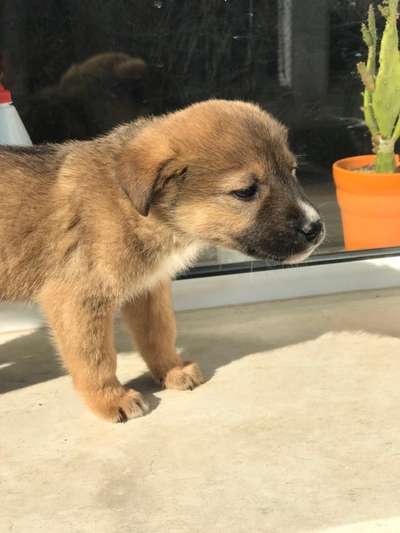 Welpen Bilder !-Beitrag-Bild