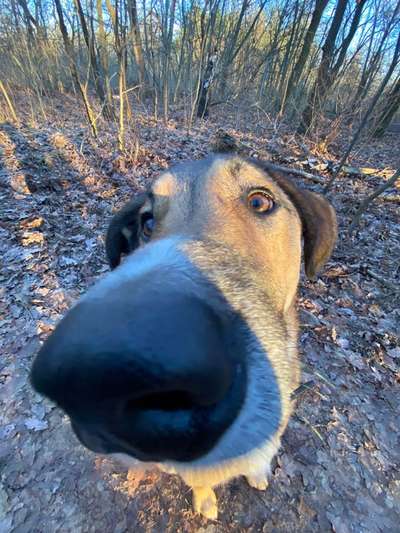 Zeigt mir die tollste Nahaufnahme von eurer Fellnase-Beitrag-Bild
