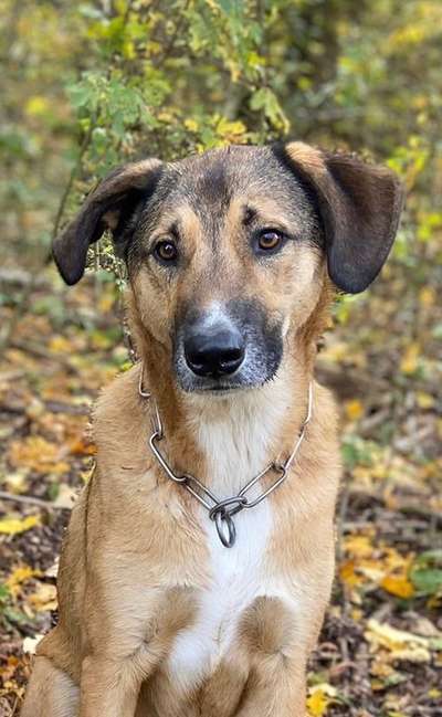 Fotochallenge Nr 55  -  Hund im November--Beitrag-Bild