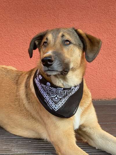 Mischlingshunde Foto Aufruf-Beitrag-Bild