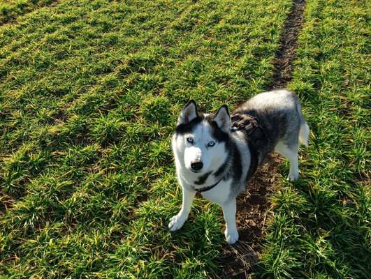 Hundetreffen-Gassirunde und gemeinsam Spielen-Bild