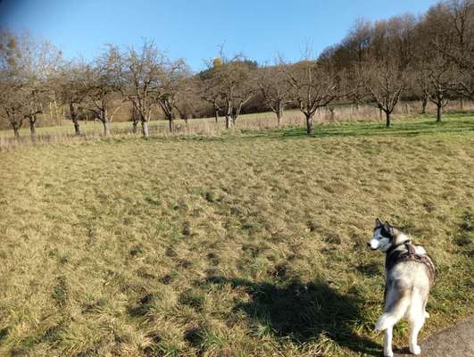 Hundeauslaufgebiet-zwischenrunde-Bild