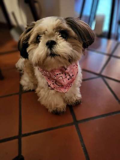 Dogorama Photo Challenge - Be my valentine-Beitrag-Bild