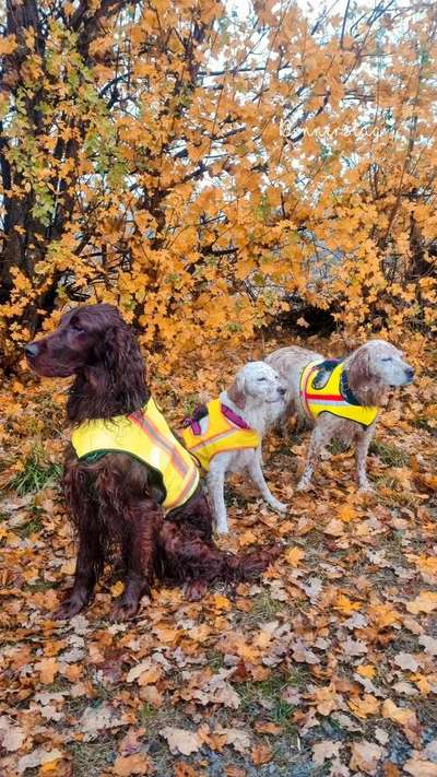 Englisch Setter?-Beitrag-Bild