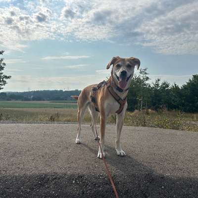 Hundetreffen-Trainingsspaziergang-Bild