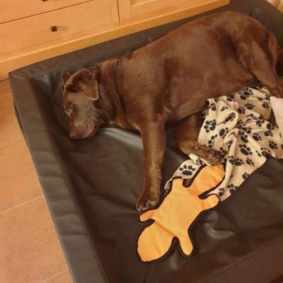 Dein Hund im Dogorama-Kalender 2021-Beitrag-Bild