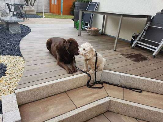 Dein Hund im Dogorama-Kalender 2021-Beitrag-Bild