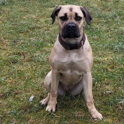 Hundetreffen-Rudel Gassi Runde-Profilbild