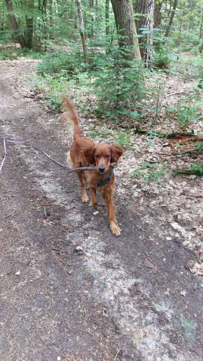 Hundetreffen-suche Gassifreunde-Bild