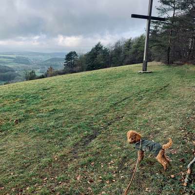 Hundetreffen-Spazieren/Spielen/Austausch-Bild