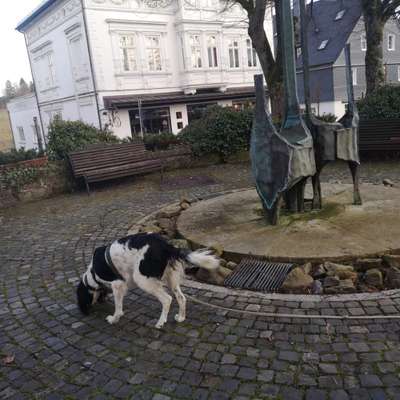 Hundetreffen-Trailgruppe Greven/Münster Nord-Bild