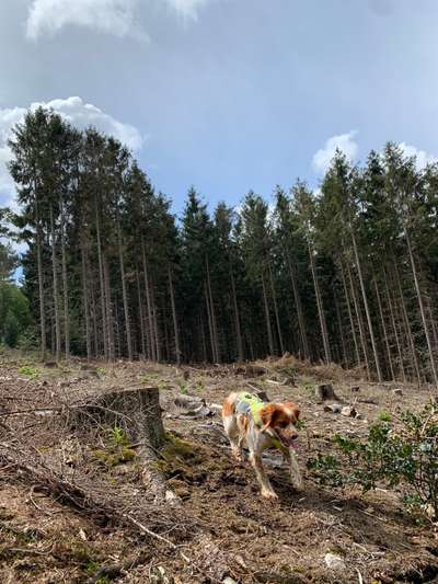 Hund aus dem Spanischen Tierschutz-Beitrag-Bild