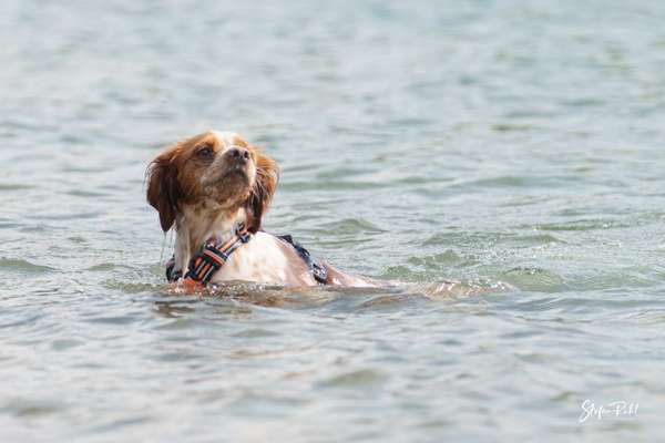 Wo sind die bretonischen Spaniel-Beitrag-Bild