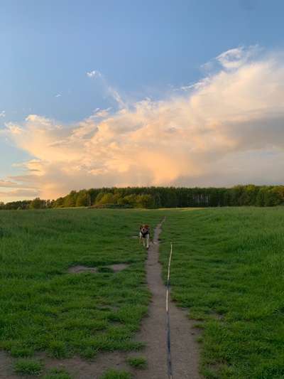 Hundeauslaufgebiet-Sony Wiese (Ossendorf/ Westfriedhof)-Bild