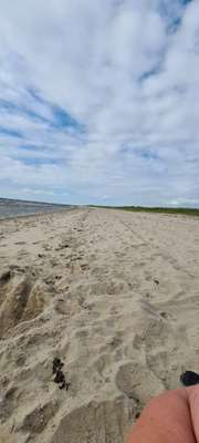 Hundeauslaufgebiet-Emden Strand-Bild