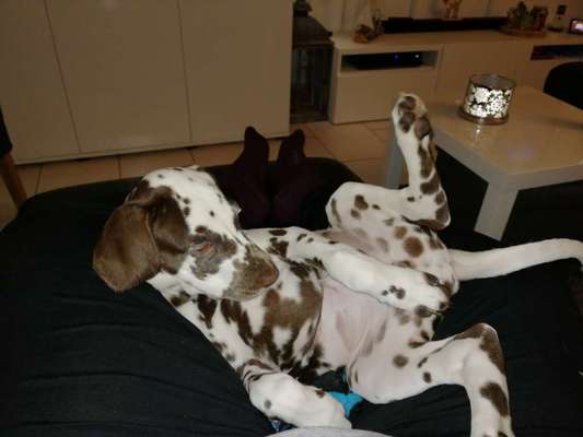 Challenge Nr 14
Eure Fellnasen auf ihrem Lieblingsplatz-Beitrag-Bild