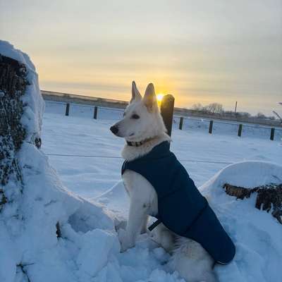 Hundetreffen-Taavi sucht Co- Existenz Kumpels-Bild